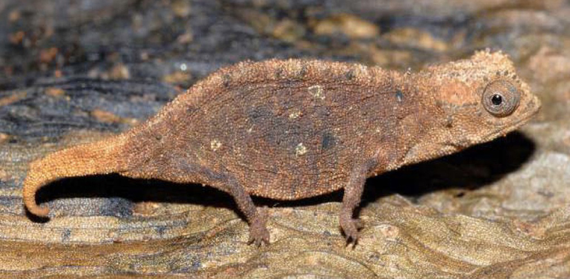 Photo shows a mottled brown chameleon that blends into the leaf it sits on.