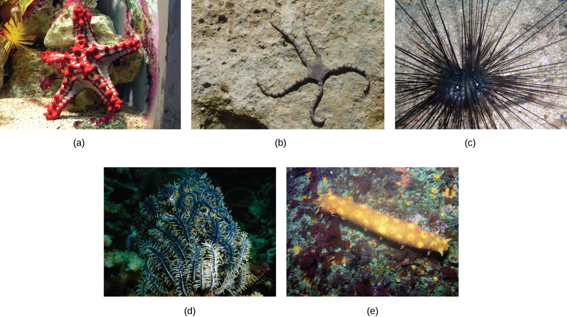 The sea star in photo a is red and white, with a thick squat body and protruding spikes. The brittle star in part b is brown with a flat, pentagon-shaped body. Thin striped legs extend from each point of the pentagon. Photo c shows a sea urchin with a round, black body and very long, thin, black spines. Photo d shows a sea lily that has appendages resembling branches of a spruce tree. Photo e shows a log-shaped sea cucumber with spikes extending from its body.