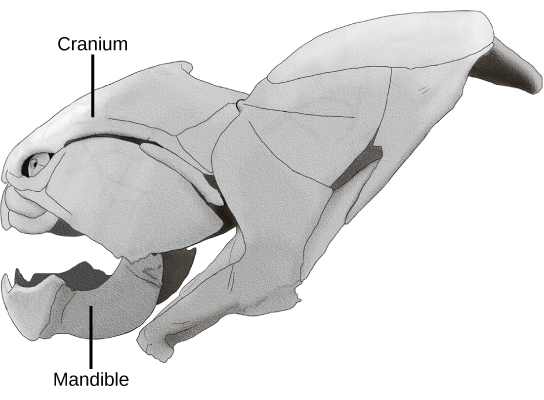 The skull wraps around the upper part of the head. The mandible is the lower jaw. Other bones complete the skull.