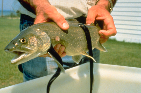 The photo shows leech-like sea lampreys latched onto a large fish.