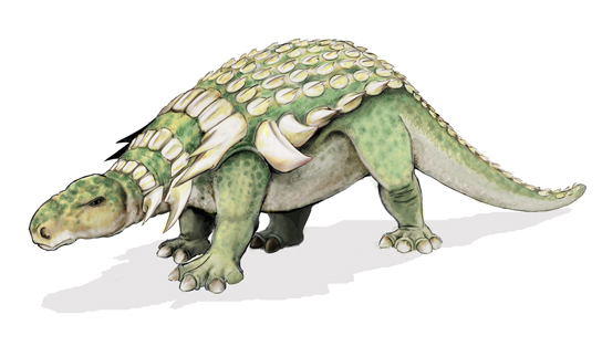 The illustration shows a dinosaur that walks on four legs, has a long tail, and an armored back.