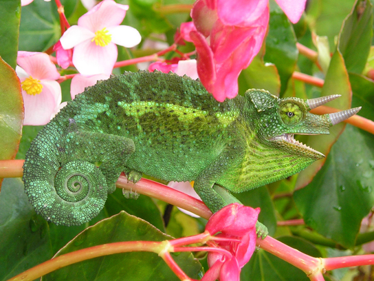 The photo shows a green lizard with its tail curled like a snail shell. The lizard has two horns and matches the leaves of the plant on which it sits.