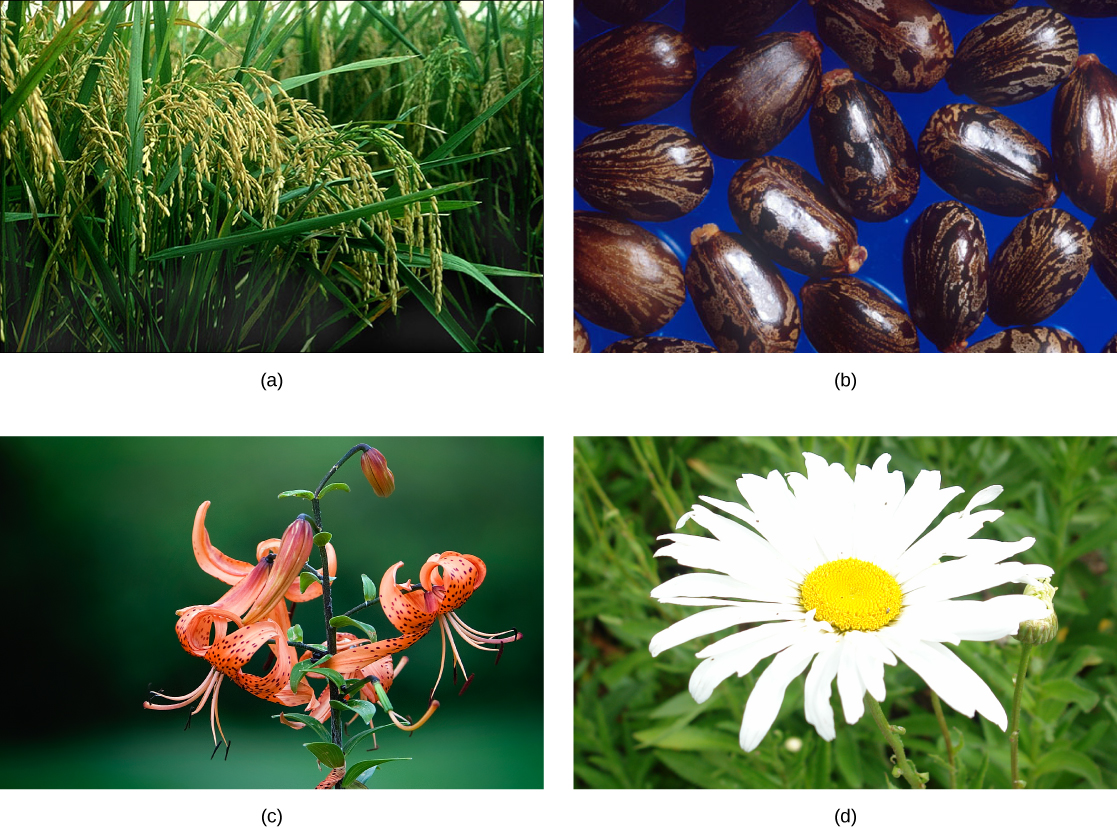  Photo A shows rice, which has long, thin, blade-like leaves and clusters of seeds on long stems. Photo B shows brown, oval-shaped beans with black stripes and flecks. Photo C shows a stalk of large orange flowers with backward-curving, spotted petals and long, downward-pointing pistils and stamens. Photo D shows a white flower with a yellow button shaped centre and many long narrow petals in a circular formation. Photo D shows 6 carrots, root only. Photo D shows a green stem with purple roots growing out from the stem at 2 levels, one near the ground and one a few inches higher.