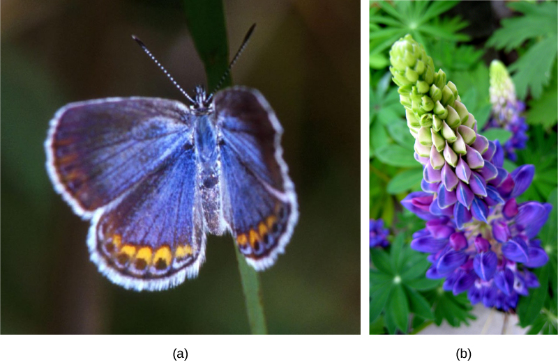  Photo (a) depicts a Karner blue butterfly, which has light blue wings with gold ovals and black dots around the edge. Photo (b) depicts a wild lupine flower, which is long and thin with clam-shaped petals radiating out from the center. The bottom third of the flower is blue, the middle is pink and blue, and the top is green.