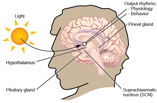 suprachiasmatic nucleus