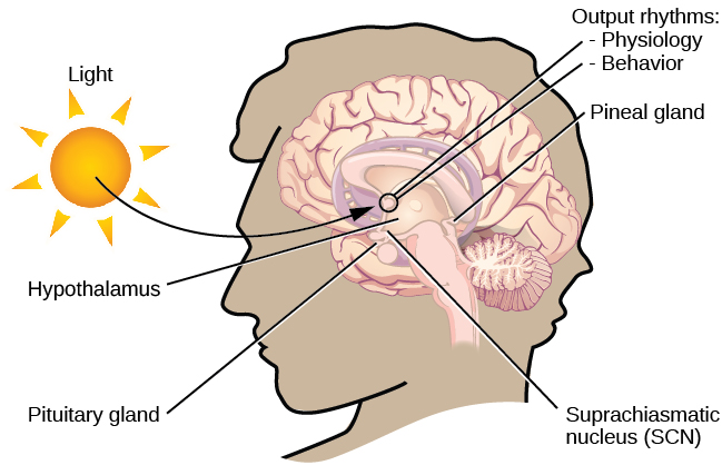 The suprachiasmatic nucleus (SCN) acts as the brain’s clock mechanism. It sends information to the pineal gland to produce melatonin.