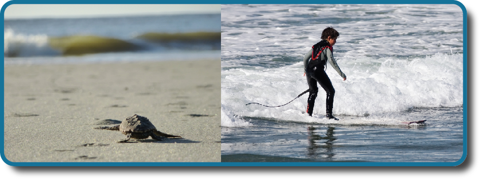 A photograph shows a baby turtle moving across sand toward the ocean. A photograph shows a young child standing on a surfboard in a small wave.