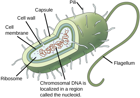 The illustration shows a prokaryotic cell with a single, circular chromosome floating free in the cytoplasm.