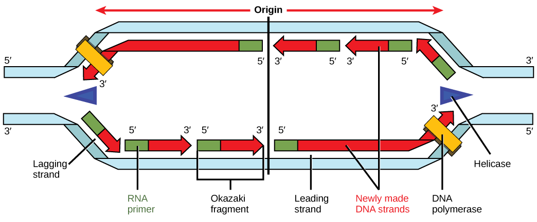 Illustration shows a replication bubble. Helicase unwinds the helix. An RNA primer starts the synthesis, and DNA polymerase extends the DNA strand from the RNA primer. DNA synthesis occurs only in the 5' to 3' direction. On the leading strand, DNA synthesis occurs continuously. On the lagging strand, DNA synthesis restarts many times as the helix unwinds, resulting in many short fragments called Okazaki fragments.