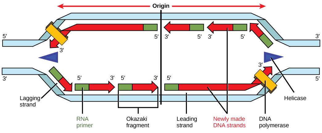 Оказаки биология. РНК праймер. А, Β-ДНКПОЛИМЕРАЗА. ФРАГМЕНТЫ Оказаки.