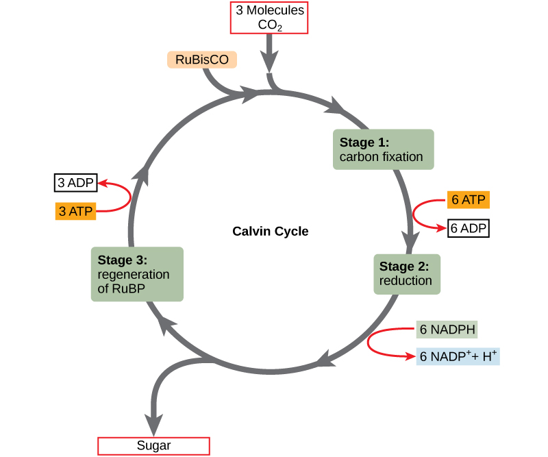 This illustration shows a circular cycle with three stages. Three molecules of carbon dioxide enter the cycle. In the first stage, the enzyme RuBisCO incorporates the carbon dioxide into an organic molecule. Six ATP molecules are converted into six ADP molecules. In the second stage, the organic molecule is reduced. Six NADPH molecules are converted into six NADP+ ions and one hydrogen ion. Sugar is produced. In stage three, RuBP is regenerated, and three ATP molecules are converted into three ADP molecules. RuBP then starts the cycle again.