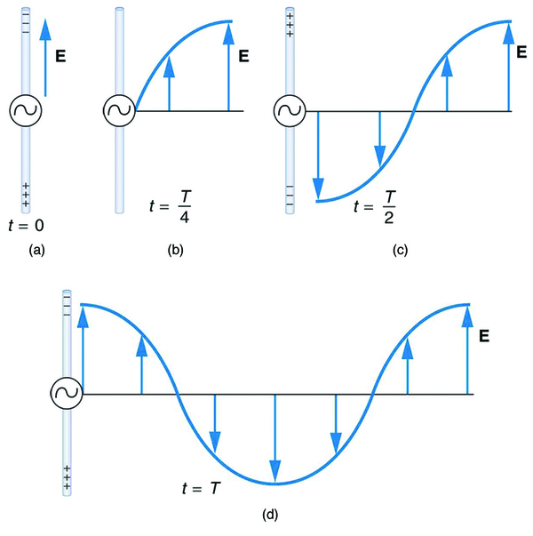 A long straight gray wire with an A C generator at its center, functioning as a broadcast antenna for electromagnetic waves, is shown. The wave distributions at four different times are shown in four different parts. Part a of the diagram shows a long straight gray wire with an A C generator at its center. The time is marked t equals zero. The bottom part of the antenna is positive and the upper end of the antenna is negative. An electric field E acting upward is shown by an upward arrow. Part b of the diagram shows a long straight gray wire with an A C generator at its center. The time is marked t equals capital T divided by four. The antenna has no polarity marked and a wave is shown to emerge from the A C source. An electric field E acting upward as shown by an upward arrow. The electric field E propagates away from the antenna at the speed of light, forming part of the electromagnetic wave from the A C source. A quarter portion of the wave is shown above the horizontal axis. Part c of the diagram shows a long straight gray wire with an A C generator at its center. The time is marked t equals capital T divided by two. The bottom part of the antenna is negative and the upper end of the antenna is positive and a wave is shown to emerge from the A C source. The electric field E propagates away from the antenna at the speed of light, forming part of the electromagnetic wave from the A C source. A quarter portion of the wave is shown below the horizontal axis and a quarter portion of the wave is above the horizontal axis. Part d of the diagram shows a long straight gray wire with an AC generator at its center. The time is marked t equals capital T. The bottom part of the antenna is positive and the upper end of the antenna is negative. A wave is shown to emerge from the A C source. The electric field E propagates away from the antenna at the speed of light, forming part of the electromagnetic wave from the A C source. A quarter portion of the wave is shown above the horizontal axis followed by a half wave below the horizontal axis and then again a quarter of a wave above the horizontal axis.