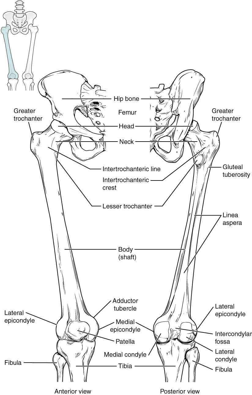 This diagram shows the bones of the femur and the patella. The left panel shows the anterior view, and the right panel shows the posterior view.