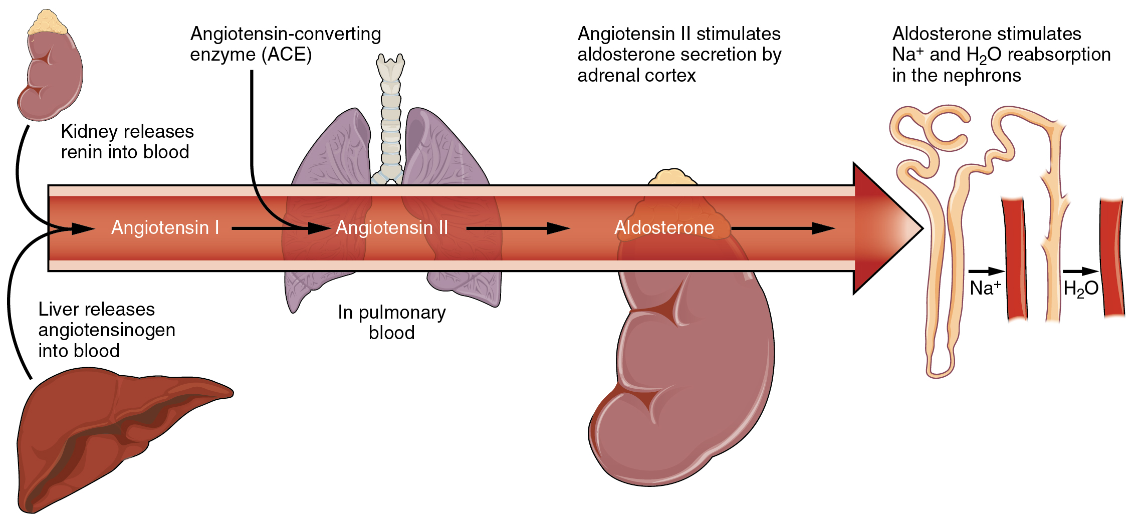 This figure shows the hormone cascade that that increases kidney reabsorption of NA plus and water. In the first step, the kidneys release renin into the blood stream. The blood stream is depicted with a red arrow pointing from left to right. At the same time, the liver releases angiotensinogen into the blood, which combines with the renin, yielding angiotensin one. The blood flow then leads to the lungs. Within the pulmonary blood, angiotensin-converting enzyme (ACE) converts angiotensin one to angiotensin two. The blood then flows to the adrenal cortex, where angiotensin two stimulates the adrenal cortex to secrete aldosterone. Aldosterone causes the kidney tubules to increase reabsorption of NA plus and water into the blood.