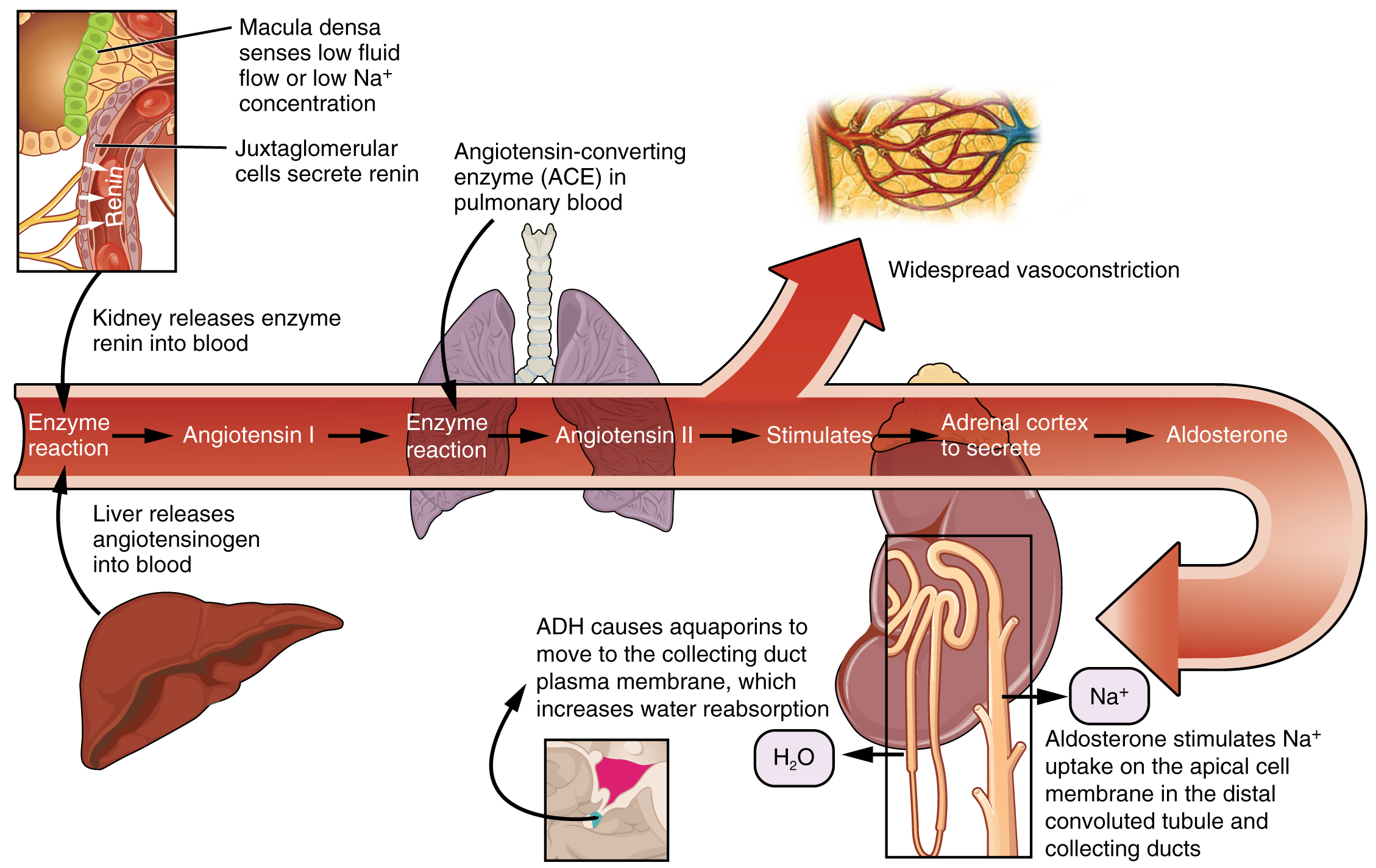 This diagram shows the pathway of action of the renin-aldosterone-angiotensin system. An arrow in the center of the image shows the sequence of events that take place, and branching off from this arrow are indications of where in the body these events take place.