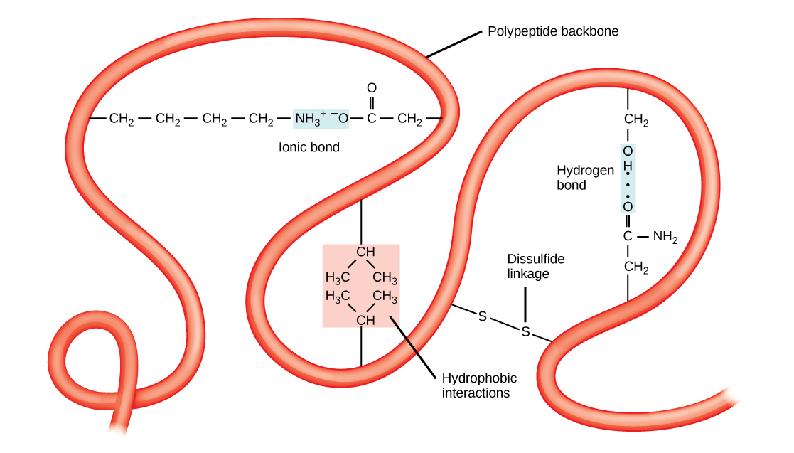 This illustration shows a polypeptide backbone folded into a three-dimensional structure. Chemical interactions between amino acid side chains maintain its shape. These include an ionic bond between an amino group and a carboxyl group, hydrophobic interactions between two hydrophobic side chains, a hydrogen bond between a hydroxyl group and a carbonyl group, and a disulfide linkage.