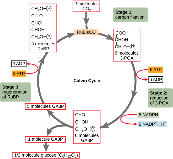 A diagram of the Calvin cycle is shown with its three stages: carbon fixation, 3-PGA reduction, and regeneration of RuBP. In stage 1, the enzyme RuBisCO adds a carbon dioxide to the five-carbon molecule RuBP, producing two three-carbon 3-PGA molecules. In stage 2, two NADPH and two ATP are used to reduce 3-PGA to GA3P. In stage 3 RuBP is regenerated from GA3P. One ATP is used in the process. Three complete cycles produces one new GA3P, which is shunted out of the cycle and made into glucose (C6H12O6).