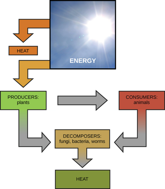 This diagram shows energy from the sun being transferred to producers, such as plants, as well as releasing heat. The producers in turn transfer the energy to consumers and decomposers, which release heat. Animals also transfer energy to decomposers.