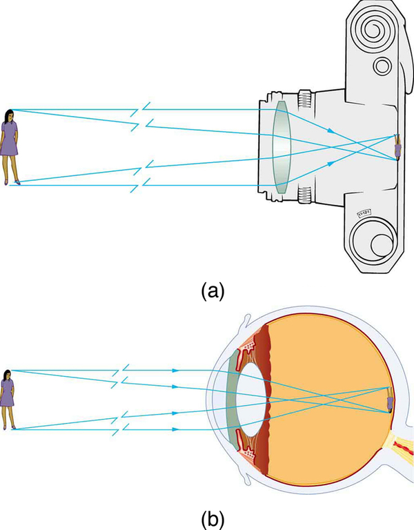 Figure (a) shows incident rays coming from an object (a girl) and falling on a convex lens in a camera. The rays after refraction produce an inverted, real, and diminished image on the film of the camera. Figure (b) shows the same object in front of a human eye. The rays from the object fall on the convex lens and on refraction produce a real, inverted, and diminished image on the retina of the eyeball.