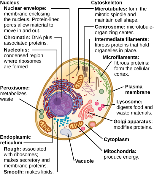 Part a: This illustration shows a typical eukaryotic animal cell, which is egg shaped. The fluid inside the cell is called the cytoplasm, and the cell is surrounded by a cell membrane. The nucleus takes up about one-half the width of the cell. Inside the nucleus is the chromatin, which is composed of DNA and associated proteins. A region of the chromatin is condensed into the nucleolus, a structure where ribosomes are synthesized. The nucleus is encased in a nuclear envelope, which is perforated by protein-lined pores that allow entry of material into the nucleus. The nucleus is surrounded by the rough and smooth endoplasmic reticulum, or ER. The smooth ER is the site of lipid synthesis. The rough ER has embedded ribosomes that give it a bumpy appearance. It synthesizes membrane and secretory proteins. In addition to the ER, many other organelles float inside the cytoplasm. These include the Golgi apparatus, which modifies proteins and lipids synthesized in the ER. The Golgi apparatus is made of layers of flat membranes. Mitochondria, which produce food for the cell, have an outer membrane and a highly folded inner membrane. Other, smaller organelles include peroxisomes that metabolize waste, lysosomes that digest food, and vacuoles.  Ribosomes, responsible for protein synthesis, also float freely in the cytoplasm and are depicted as small dots. The last cellular component shown is the cytoskeleton, which has four different types of components: microfilaments, intermediate filaments, microtubules, and centrosomes. Microfilaments are fibrous proteins that line the cell membrane and make up the cellular cortex. Intermediate filaments are fibrous proteins that hold organelles in place. Microtubules form the mitotic spindle and maintain cell shape. Centrosomes are made of two tubular structures at right angles to one another. They form the microtubule-organizing center.