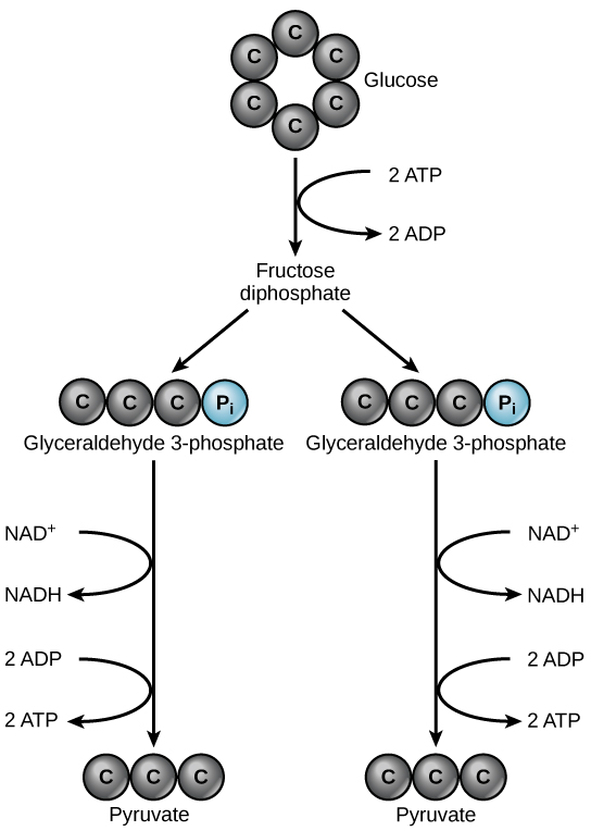 This illustration shows the basic steps in glycolysis