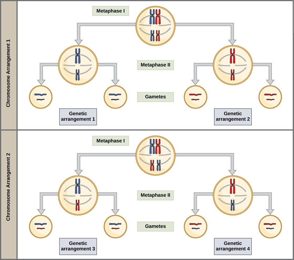 This illustration shows that, in a cell with a set of two chromosomes, four possible arrangements of chromosomes can give rise to eight different kinds of gamete. These are the eight possible arrangements of chromosomes that can occur during meiosis of two chromosomes.