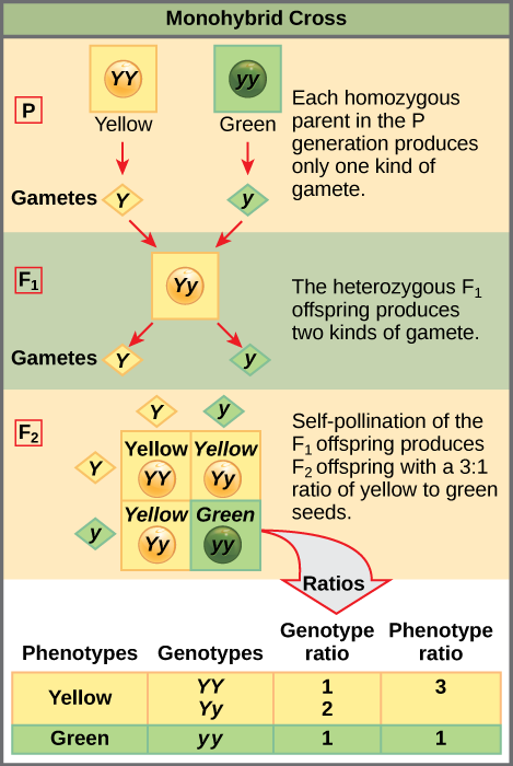 This illustration shows a monohybrid cross. In the P generation, one parent has a dominant yellow phenotype and the genotype YY, and the other parent has the recessive green phenotype and the genotype yy. Each parent produces one kind of gamete, resulting in an F_{1} generation with a dominant yellow phenotype and the genotype Yy. Self-pollination of the F_{1} generation results in an F_{2} generation with a 3 to 1 ratio of yellow to green peas. One out of three of the yellow pea plants has a dominant genotype of YY, and 2 out of 3 have the heterozygous phenotype Yy. The homozygous recessive plant has the green phenotype and the genotype yy.