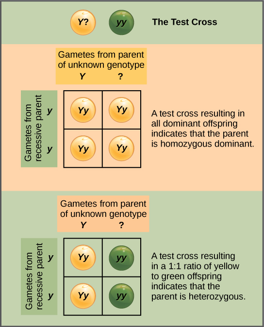 In a test cross, a parent with a dominant phenotype but unknown genotype is crossed with a recessive parent. If the parent with the unknown phenotype is homozygous dominant, all of the resulting offspring will have at least one dominant allele. If the parent with the unknown phenotype is heterozygous, fifty percent of the offspring will inherit a recessive allele from both parents and will have the recessive phenotype.