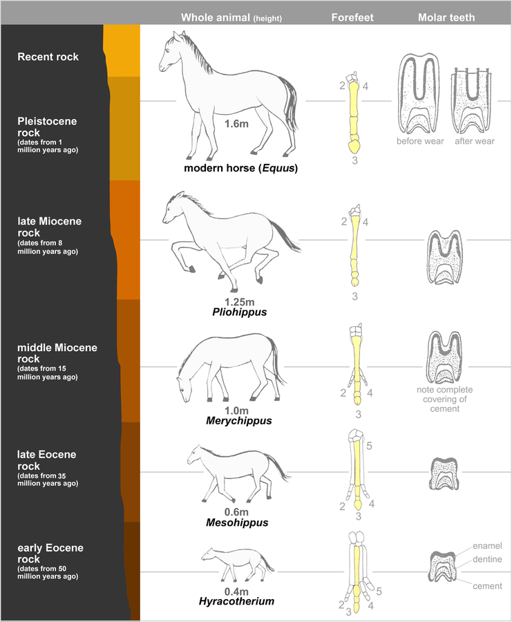 This picture shows several of the transition forms that led to the modern horse. Anatomy of the whole body, foreleg, and molars (teeth) are shown.