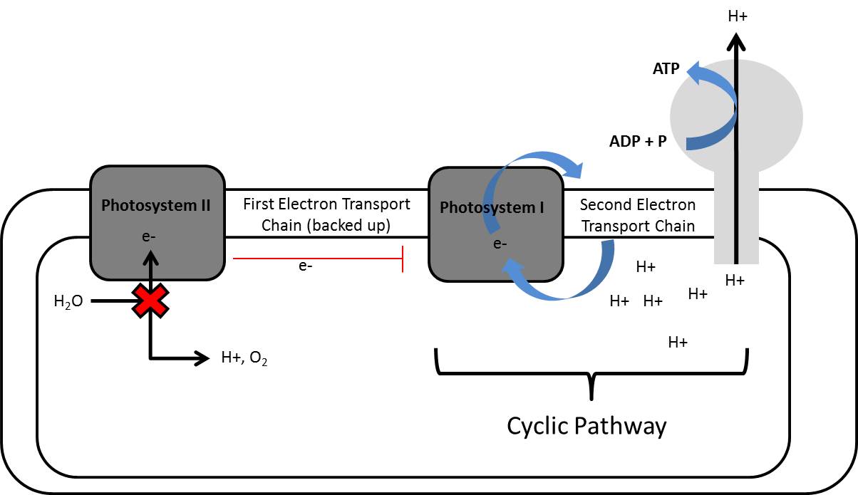 Cyclic pathway of photosynthesis.