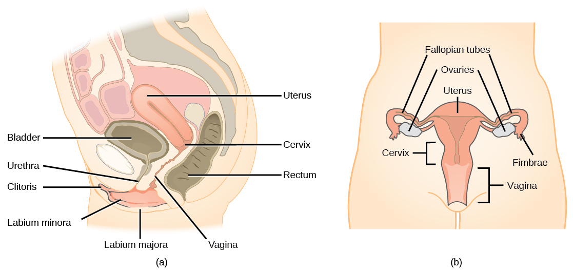 Side and front views of female reproductive organs are shown. The vagina is wide at the bottom, and narrows into the cervix. Above the cervix is the uterus, which is shaped like a triangle pointing down. Fallopian tubes extend from the top sides of the uterus. The Fallopian tubes curve back in toward the uterus, and end in fingerlike appendages called fimbrae. The ovaries are located between the fimbrae and the uterus. The urethra is located in front of the vagina, and the rectum is located behind. The clitoris is a structure located in front of the urethra. The labia minora and labia majora are folds of tissue on either side of the vagina.