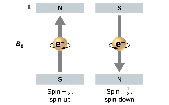 This diagram has an upward pointing arrow at the left which is labeled, “B subscript 0.” To the right, two spheres are shown. The first has a gray square at the top labeled, “N,” and a second gray square at the bottom labeled, “S.” A curved arrow is pointing right across the surface of the sphere and a gray arrow points upward through the center of the sphere. This sphere is labeled, “Spin plus one-half, spin-up.” The sphere just to the right has a gray square above it labeled, “S,” and a gray square below it labeled, “N.” This sphere has a curved arrow on its surface that is directed to the left and a gray arrow through the center of the sphere that points downward. This sphere is labeled, “Spin negative one-half spin-down.”