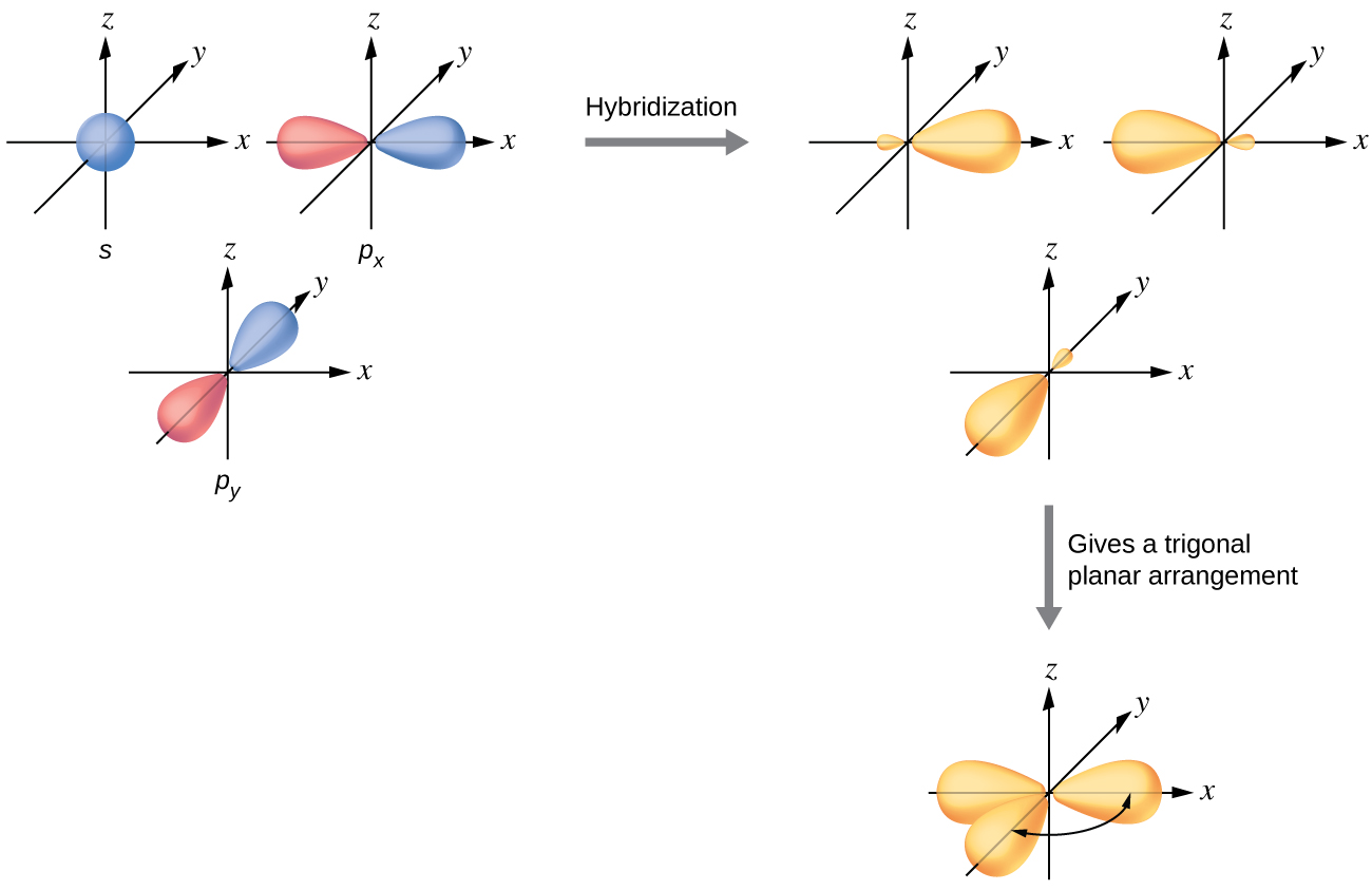 A series of three diagrams connected by a right-facing arrow that is labeled, “Hybridization,” and a downward-facing arrow labeled, “Gives a trigonal planar arrangement,” are shown. The first diagram shows a blue spherical orbital and two red, peanut-shaped orbitals, each placed on an X, Y, Z axis system. The two red orbitals are located on the x and z axes, respectively. The second diagram shows the same three orbitals, but they are now purple and have one enlarged lobe and one smaller lobe. Each lies in a different axis in the drawing. The third diagram shows the same three orbitals, but their smaller lobes now overlap while their larger lobes are located at and labeled as “120 degrees” from one another.