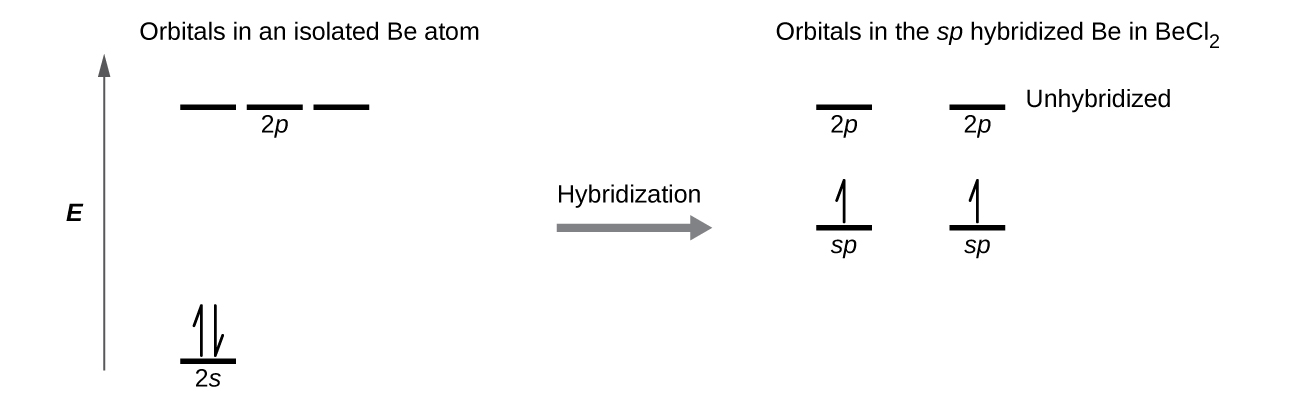 A diagram is shown in two parts, connected by a right facing arrow labeled, “Hybridization.” The left diagram shows an up-facing arrow labeled, “E.” To the lower right of the arrow is a short, horizontal line labeled, “2 s,” that has two vertical half-arrows facing up and down on it. To the upper right of the arrow are a series of three short, horizontal lines labeled, “2 p.” Above these two sets of lines is the phrase, “Orbitals in an isolated B e atom.” The right side of the diagram shows two short, horizontal lines placed halfway up the space and each labeled, “s p.” An upward-facing half arrow is drawn vertically on each line. Above these lines are two other short, horizontal lines, each labeled, “2 p.” Above these two sets of lines is the phrase, “Orbitals in the s p hybridized B e in B e C l subscript 2.”