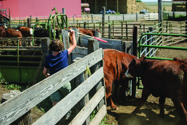 A photo is shown of cattle passing through a narrow chute into a holding pen. A person directs them through the gate with a long white and red pole.