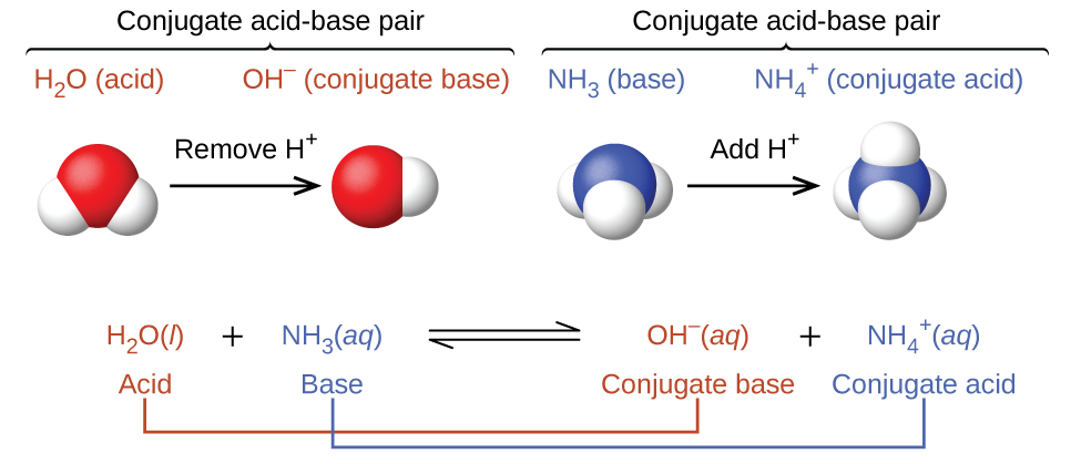 This figure has three parts in two rows. In the first row, two diagrams of acid-base pairs are shown. On the left, a space filling model of H subscript 2 O is shown with a red O atom at the center and two smaller white H atoms attached in a bent shape. Above this model is the label “H subscript 2 O (acid)” in purple. An arrow points right, which is labeled “Remove H superscript plus.” To the right is another space filling model with a single red O atom to which a single smaller white H atom is attached. The label in purple above this model reads, “O H superscript negative (conjugate base).” Above both of these red and white models is an upward pointing bracket that is labeled “Conjugate acid-base pair.” To the right is a space filling model with a central blue N atom to which three smaller white H atoms are attached in a triangular pyramid arrangement. A label in green above reads “N H subscript 3 (base).” An arrow labeled “Add H superscript plus” points right. To the right of the arrow is another space filling model with a blue central N atom and four smaller white H atoms in a tetrahedral arrangement. The green label above reads “N H subscript 3 superscript plus (conjugate acid).” Above both of these blue and white models is an upward pointing bracket that is labeled “Conjugate acid-base pair.” The second row of the figure shows the chemical reaction, H subscript 2 O ( l ) is shown in purple, and is labeled below in purple as “acid,” plus N H subscript 3 (a q) in green, labeled below in green as “base,” followed by a double sided arrow arrow and O H superscript negative (a q) in purple, labeled in purple as “conjugate base,” plus N H subscript 4 superscript plus (a q)” in green, which is labeled in green as “conjugate acid.” The acid on the left side of the equation is connected to the conjugate base on the right with a purple line. Similarly, the base on the left is connected to the conjugate acid on the right side.