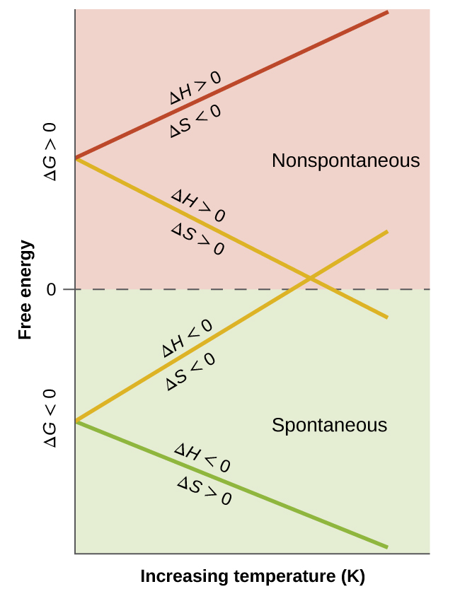 A graph is shown where the y-axis is labeled, “Free energy,” and the x-axis is labeled, “Increasing temperature ( K ).” The value of zero is written midway up the y-axis with the label, “delta G greater than 0,” written above this line and, “delta G less than 0,” written below it. The bottom half of the graph is labeled on the right as, “Spontaneous,” and the top half is labeled on the right as, “Nonspontaneous.” A green line labeled, “delta H less than 0, delta S greater than 0,” extends from a quarter of the way up the y-axis to the bottom right of the graph. A yellow line labeled, “delta H less than 0, delta S less than 0,” extends from a quarter of the way up the y-axis to the middle right of the graph. A second yellow line labeled, “delta H greater than 0, delta S greater than 0,” extends from three quarters of the way up the y-axis to the middle right of the graph. A red line labeled, “delta H greater than 0, delta S less than 0,” extends from three quarters of the way up the y-axis to the top right of the graph.