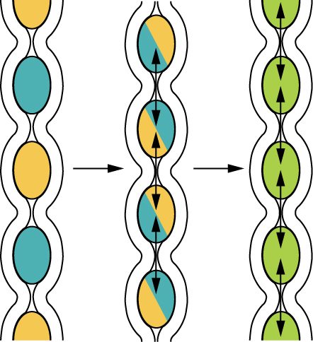 This diagram shows the process of segmentation in the intestines. The left panel shows the separation of chime, the middle panel shows the remixing of the chime by pushing it back together and the right panel indicates that the chime is being digested and absorbed.