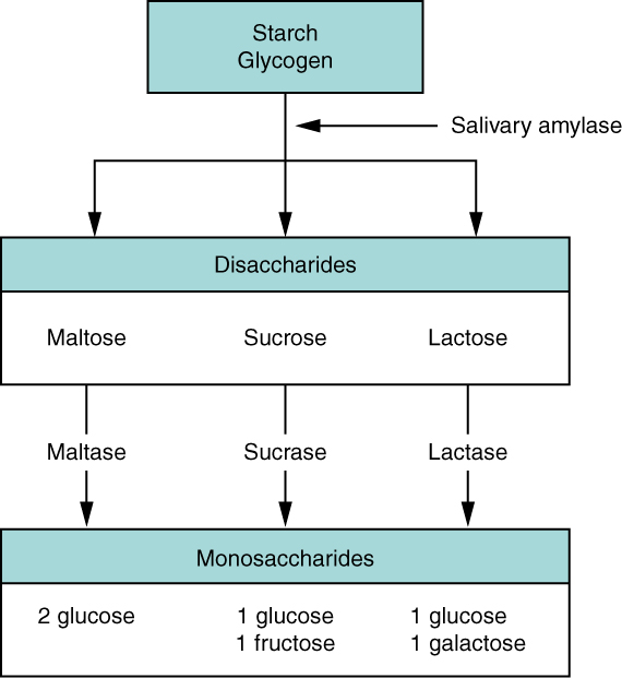 This flow chart shows the steps in digestion of carbohydrates. The different levels shown are starch and glycogen, disaccharides and monosaccharides. Under each type of sugar, examples and the enzymes responsible for digestion are listed.