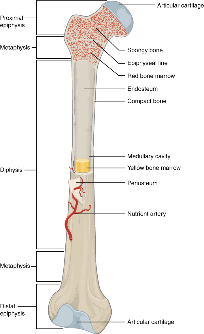 This illustration depicts an anterior view of the right femur, or thigh bone. The inferior end that connects to the knee is at the bottom of the diagram and the superior end that connects to the hip is at the top of the diagram. The bottom end of the bone contains a smaller lateral bulge and a larger medial bulge. A blue articular cartilage covers the inner half of each bulge as well as the small trench that runs between the bulges. This area of the inferior end of the bone is labeled the distal epiphysis. Above the distal epiphysis is the metaphysis, where the bone tapers from the wide epiphysis into the relatively thin shaft. The entire length of the shaft is the diaphysis. The superior half of the femur is cut away to show its internal contents. The bone is covered with an outer translucent sheet called the periosteum. At the midpoint of the diaphysis, a nutrient artery travels through the periosteum and into the inner layers of the bone. The periosteum surrounds a white cylinder of solid bone labeled compact bone. The cavity at the center of the compact bone is called the medullary cavity. The inner layer of the compact bone that lines the medullary cavity is called the endosteum. Within the diaphysis, the medullary cavity contains a cylinder of yellow bone marrow that is penetrated by the nutrient artery. The superior end of the femur is also connected to the diaphysis by a metaphysis. In this upper metaphysis, the bone gradually widens between the diaphysis and the proximal epiphysis. The proximal epiphysis of the femur is roughly hexagonal in shape. However, the upper right side of the hexagon has a large, protruding knob. The femur connects and rotates within the hip socket at this knob. The knob is covered with a blue colored articular cartilage. The internal anatomy of the upper metaphysis and proximal epiphysis are revealed. The medullary cavity in these regions is filled with the mesh like spongy bone. Red bone marrow occupies the many cavities within the spongy bone. There is a clear, white line separating the spongy bone of the upper metaphysis with that of the proximal epiphysis. This line is labeled the epiphyseal line.