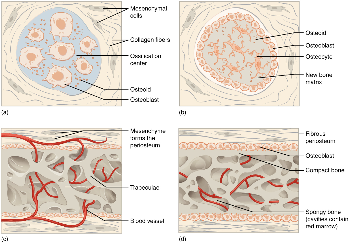 Image A shows seven osteoblasts, cells with small, finger like projections. They are surrounded by granules of osteoid. Both the cells and the osteoid are contained within a blue, circular, ossification center that is surrounded by a “socket” of dark, string-like collagen fibers and gray mesenchymal cells. The cells are generally amorphous, similar in appearance to an amoeba. In image B, the ossification center is no longer surrounded by a ring of osteoblasts. The osteoblasts have secreted bone into the ossification center, creating a new bone matrix. There are also five osteocytes embedded in the new bone matrix. The osteocytes are thin, oval-shaped cells with many fingerlike projections. Osteoid particles are still embedded in the bony matrix in image B.  In image C, the ring of osteoblasts surrounding the ossification center has separated, forming an upper and lower layer of osteoblasts sandwiched between the two layers of mesenchyme cells. A label indicates that the mesenchyme cells and the surrounding collagen fibers form the periosteum. The osteoblasts secrete spongy bone into the space between the two osteoblast rows. Therefore, the accumulating spongy bone pushes the upper and lower rows of osteoblasts away from each other. In this image, most of the spongy bone has been secreted by the osteoblasts, as the trabeculae are visible. In addition, an artery has already broken through the periosteum and invaded the spongy bone. Image D looks similar to image C, except that the rows of osteoblasts are now secreting layers of compact bone between the spongy bone and the periosteum. The artery has now branched and spread throughout the spongy bone. A label indicates that the cavities between the trabeculae now contain red bone marrow.