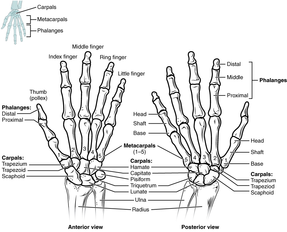 This figure shows the bones in the hand and wrist joints. The left panel shows the anterior view, and the right panel shows the posterior view.