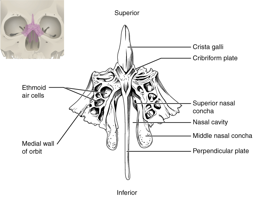 Osul etmoid: caracteristici, părți, funcții