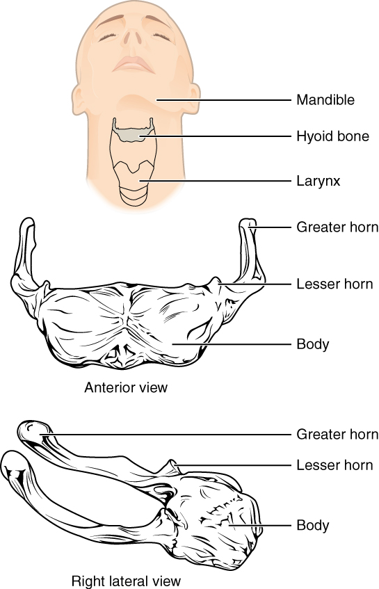 In this image, the location and structure of the hyoid bone are shown. The top panel shows a person’s face and neck, with the hyoid bone highlighted in grey. The middle panel shows the anterior view and the bottom panel shows the right anterior view.