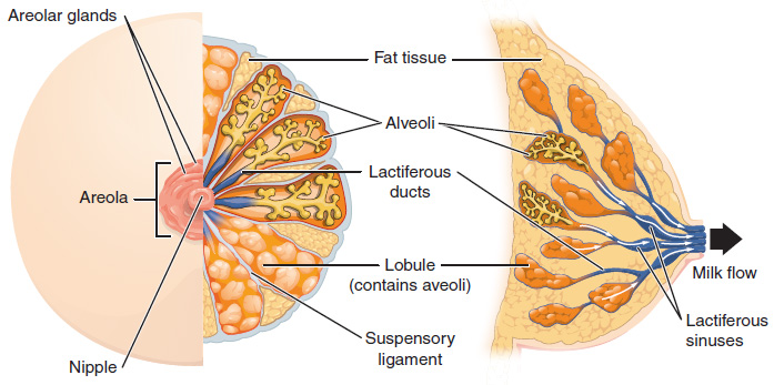 This figure shows the anatomy of the breast. The left panel shows the front view and the right panel shows the side view. The main parts are labeled. 