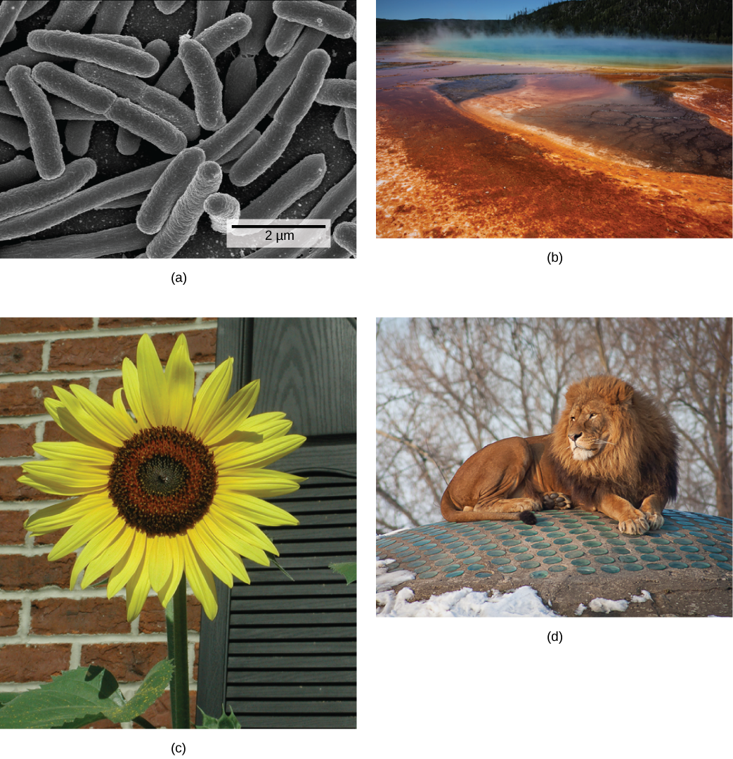 Photo depict: A: bacterial cells. Photo depict: B: a natural hot vent. Photo depict: C: a sunflower. Photo depict: D: a lion.