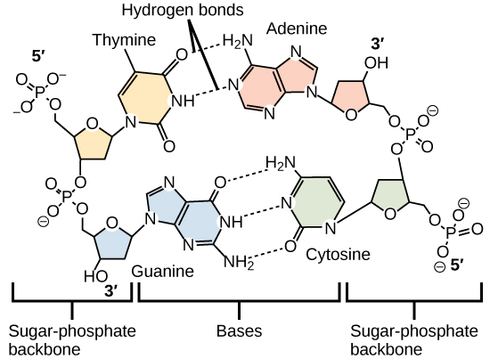 Molecular models show hydrogen bonding between thymine and adenine, and between cytosine and guanine. These four DNA bases are organic molecules containing carbon, nitrogen, oxygen, and hydrogen in complex ring structures. Hydrogen bonds between the bases hold them together.