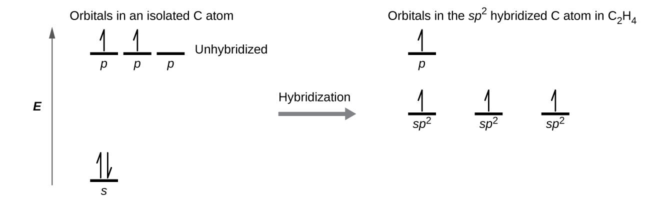 A diagram is shown in two parts, connected by a right facing arrow labeled, “Hybridization.” The left diagram shows an up-facing arrow labeled, “E.” To the lower right of the arrow is a short, horizontal line labeled, “2 s,” that has two vertical half-arrows facing up and down on it. To the upper right of the arrow are a series of three short, horizontal lines labeled, “2 p.” Above both sets of lines is the phrase, “Orbitals in an isolated C atom.” Two of the lines have vertical, up-facing arrows drawn on them. The right side of the diagram shows three short, horizontal lines placed halfway up the space and each labeled, “s p superscript 2.” An upward-facing half arrow is drawn vertically on each line. Above these lines is one other short, horizontal line, labeled, “p.” Above both sets of lines is the phrase, “Orbitals in the s p superscript 2 hybridized C atom in C subscript 2 H subscript 4.”