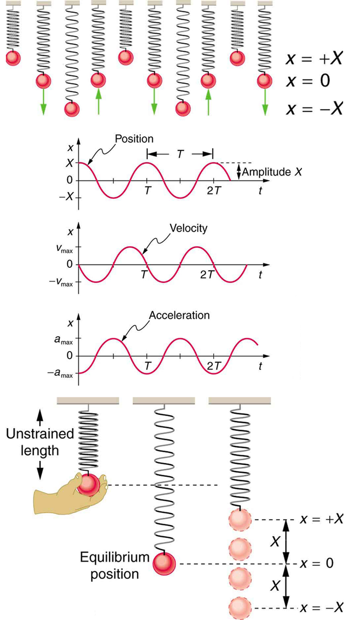 In the figure at the top there are ten springboards with objects of different mass values tied to them. This makes some springs highly compressed some as loosely stretched and some at equilibrium, which are shown as red spherical shaped. Alongside the figure there is a scale given for different amplitude values as x equal to positive X, zero and negative X. the upward and downward pointing arrows are shown with a few springboards.  In the second figure there are three graphs. The first graph shows distance covered in form of a sine wave starting from a point x units on positive y-axis. The height of the wave above x-axis is marked as amplitude. The gap between two consecutive crests is marked as T. Below first graph there is another graph showing velocity in form of a sine wave starting from the origin downward. In the third graph below the second one, acceleration is shown in the form of sine wave starting from x units on the negative y-axis upward. In the last figure three position of a spring are shown. The first position shows the unstretched length of a spring pendulum. A hand is holding the bob of the pendulum. In the second position the equilibrium position of the spring and bob is shown. This position is lower the first one. In the third case the up and down oscillations of the spring pendulum are shown. The bob is moving x units in upward and downward directions alternatively.