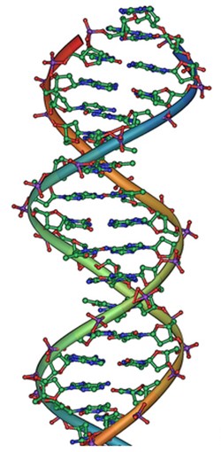 A double-helical D N A structure is shown in the figure.